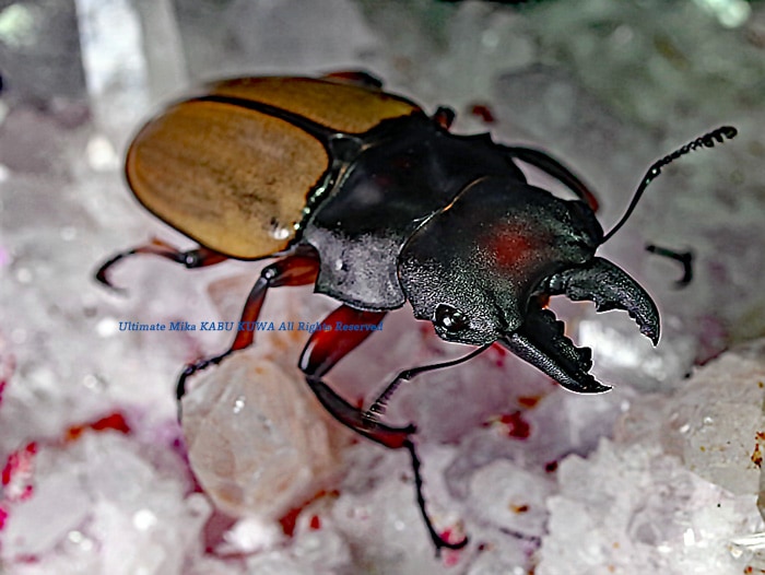 ≪　WILD！　ボルネオ便　フェモラリスオニツヤクワガタ　♀単品　≫ 2019,10⁄25 新着WILD 北ボルネオ便 フェモラリスツヤクワガタ No,1