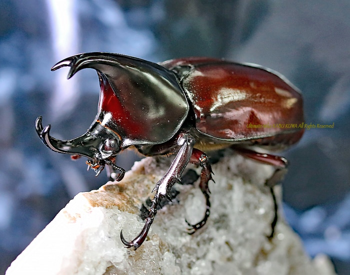 カブトムシおパグさん(赤):Japanese beetle 掻きむし pug(RED) 