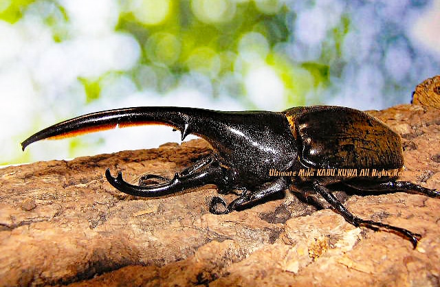 累代継続中・稀少な亜種!! 2019年9～10月孵化 ヘラクレス