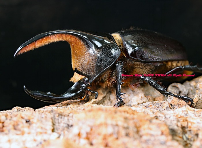 07wildから累代継続中 南米ボリビア最高峰 サタンオオカブト 19年10月孵化 初2令4頭 カブトムシ 幼虫dynastes Ultimate Mika Kabu Kuwa