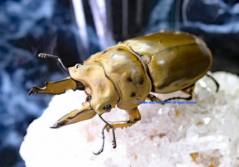 2019,11/14����WILD���ޥ졼�����ء��⥻�ꥪ�����󥪥ˡ���67mm ��40mmUP  ���ʡ��ڥ�