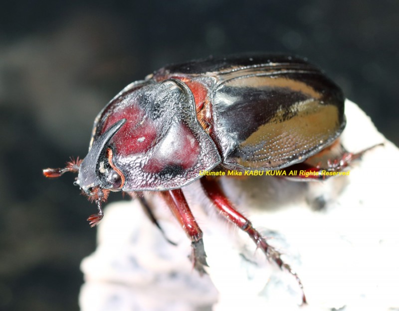 2019,12/1 新着WILD 南米ペルー便 パンカブト No,1 ♀B45mm 左後足符節