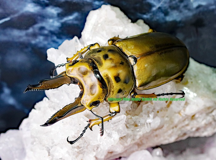 Allotopus No,1�������!!��2019ǯ7��8��� WF2��¨�֥꡼��!! �������������ʥ֥�ΥХХ������󥪥� ��66mm��47mm �ڥ� ����