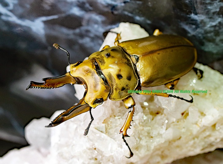 Allotopus No,1�������!!��2019ǯ7��8��� WF4��¨�֥꡼��!! �������������ʥ֥�ΥХХ������󥪥� ��69mm��48mm �ڥ� ����