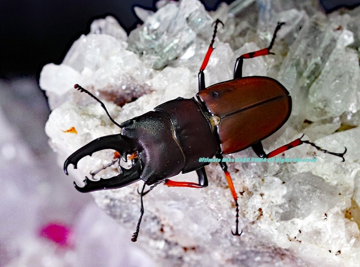 2019,12/10 新着WILD 南米ブラジル便 ブラジル産日本初入荷!! 最高峰