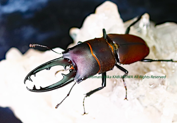 モウホツヤクワガタ標本ペア