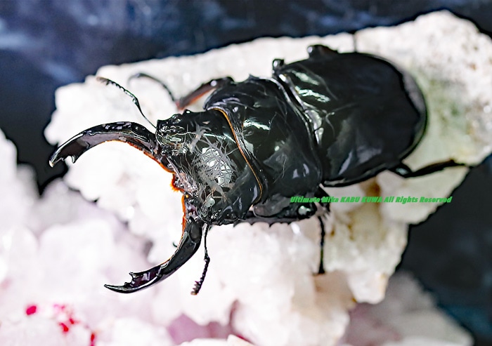 2019,12/17 ����WILD ����롼���� ���եꥫ�ǹ���!!���᥽�ȥץ��쥮��������B70mm BIG!!��50mm ���ʡ��ڥ�