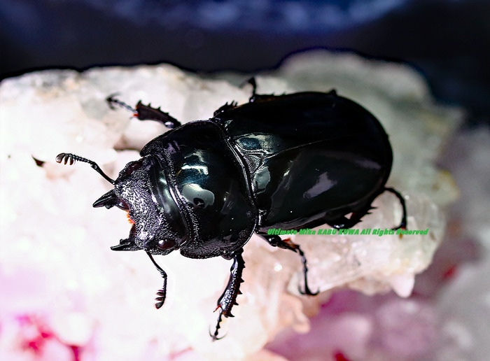 2019,12/17 ����WILD ����롼���� ���եꥫ�ǹ���!!���᥽�ȥץ��쥮��������40mmñ�� ����