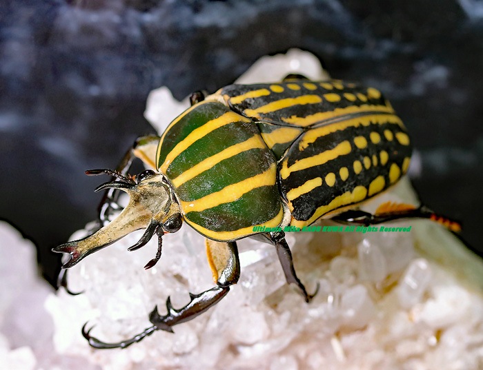 カメルーン産クラッツオオツノカナブン60mm