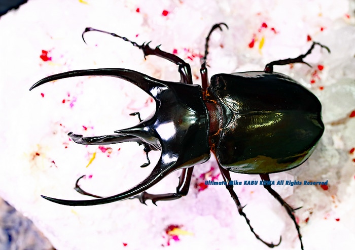 2019,12/28 新着WILD インドネシア便 BIG!! ジャワコーカサス ♂115mm