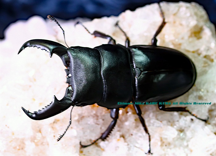 ≪　ブリード物　ウエスターマンオオヒラタ　成虫トリオ　≫ ブリード パラワンオオヒラタの通販