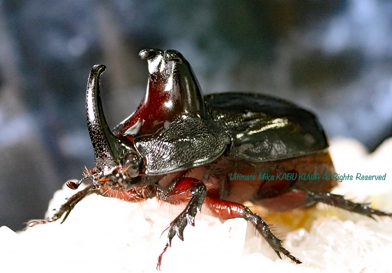 エイパムARテツノドクガ、テツノコウベ、キョジオーン、ミガルーサ、コソクムシ エイパムARテツノドクガ、テツノコウベ、キョジオーン