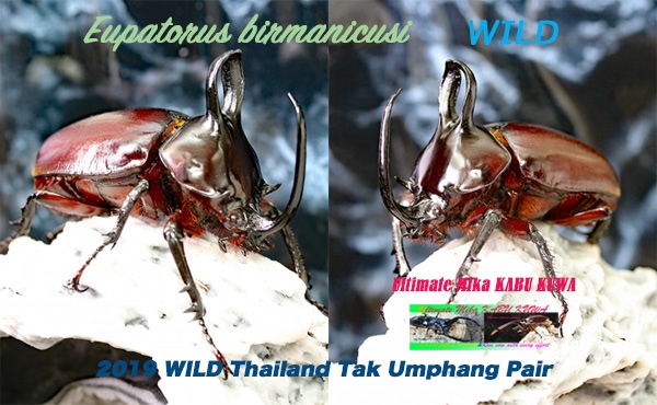 2022ǯWILD�����!!��2022ǯ11����۲� �İ������ܥ�ĥΤ����!! ���ӥ�ޥ˥���  A��������2��1Ƭ