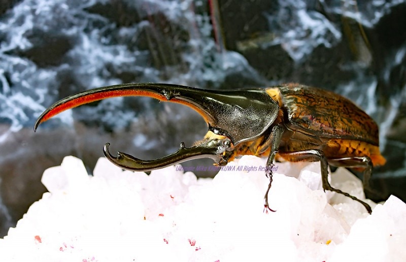 カブトボーグ　ヘラクレスリッキー 2020,2/4 新着WILD エクアドル便 Dynastes世界最大ヘラクレス