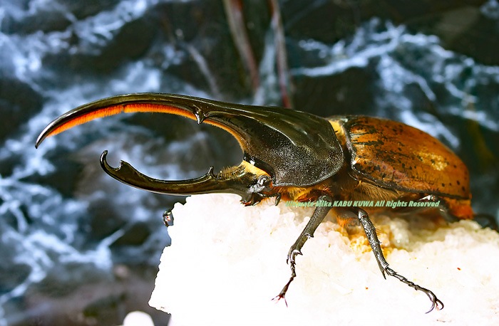 2020,2/4 新着WILD エクアドル便 Dynastes世界最大ヘラクレス