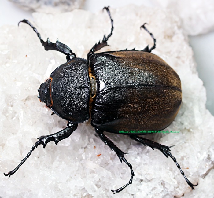 2020,2/4 ����WILD ���ƥ֥饸���ء����ܽ�����&�ǹ���!! ���󥿥����꡼�ʻ��� �ᥬ���ޡ��������ץ��ǥ���No,3��  ��64mmñ�ʴ���