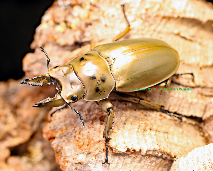 2020,2/2 ����WILD ����ɥͥ����� ��͵���ȯ��!! �⡼��󥫥�ץ������󥪥� ����50mmUP ���� �ڥ�