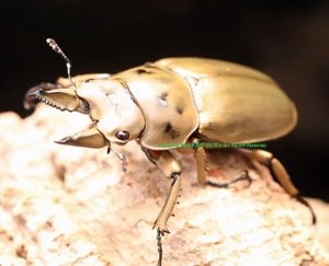 2020,2/2 ����WILD ����ɥͥ����ء��⡼��󥫥�ץ������󥪥ˡ���45mmUP�����ʥڥ�