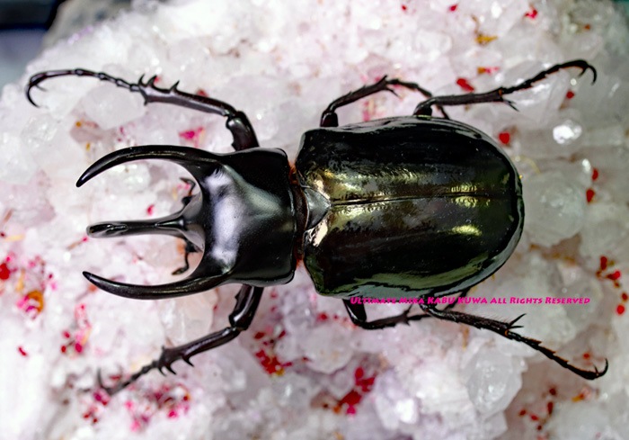 スマトラ産 エラフスホソアカクワガタ 92mm. むし社 on X: 