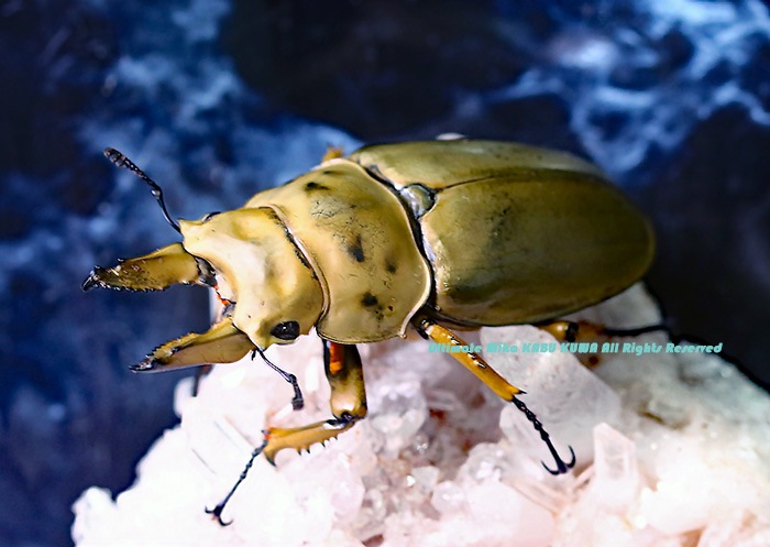 2020,2/22 ����WILD ����ɥͥ����� ��͵���ȯ��!! �⡼��󥫥�ץ������󥪥� ��BIG!! ��60mmUP ���� �ڥ�