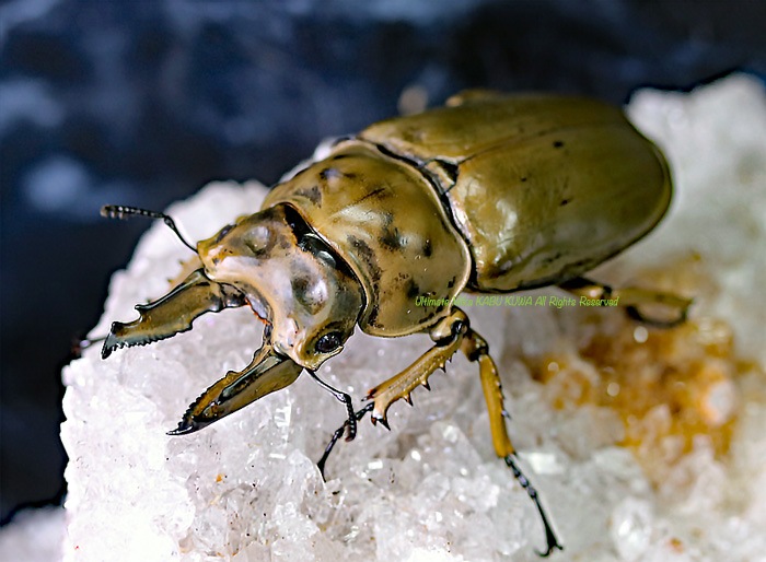 2020,2/22 ����WILD ����ɥͥ����� ��͵���ȯ��!! �⡼��󥫥�ץ������󥪥� ��BIG!! ����β����θ�������ޤ�����64mm ���� �ڥ�