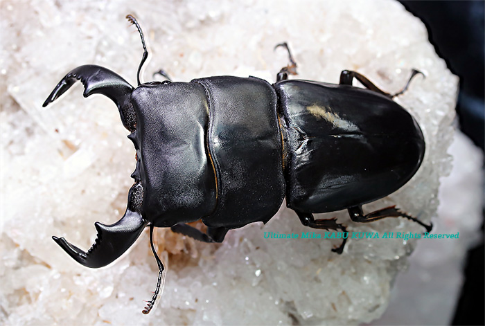 2020,2/22 新着WILD インドネシア便 画像の特大を送ります!! ダイオウ