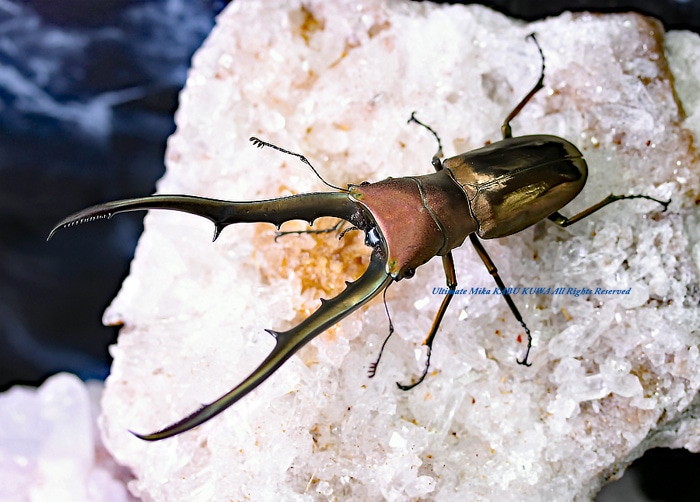 特大標本】メタリフェルホソアカ亜種フィナエ ブリード個体94㍉