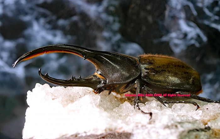 稀少!! トリニダード・トバゴ この♂素晴らしい美しさ!! ヘラクレス
