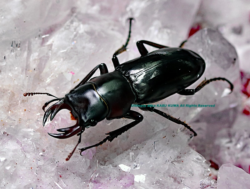 DFG24 3H Black | Kanda Shokai ZEMAITIS® Web Site