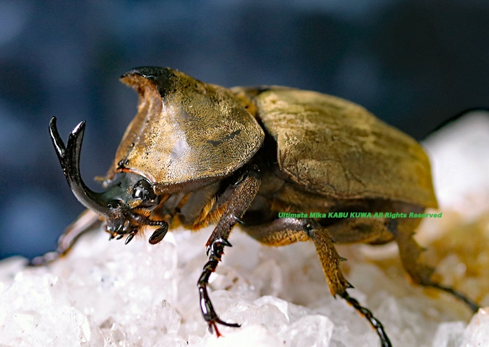 マレーシア産　美麗セミ　140mm 2019年WILDからのマレーシア産!! 待望の新成虫 超美麗種・特価品