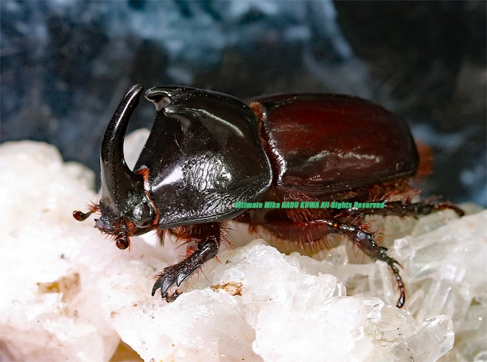 メガバス　セット　カブトムシさん 2019年WILDからの 小型メガセラス!! コツヤヒサシサイカブト 初2