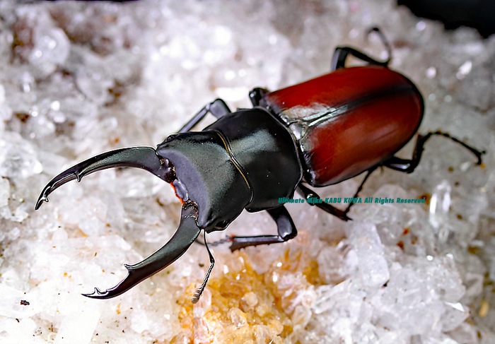 マクレイコクワガタ 標本 2019,12/2 新着WILD チベット便 メトク県マクレイコクワ ♂62mm