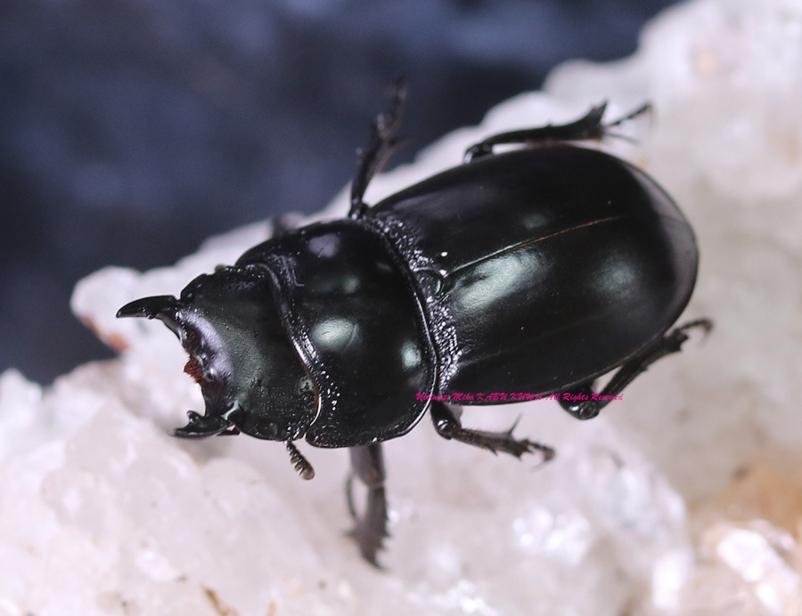 ちびかめ (black ver.） cybe2217-02_1080x.jpg?v=1674789745