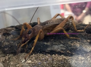 2020,2/2 新着WILD インドネシア便 最大・最強コロギス 最高峰