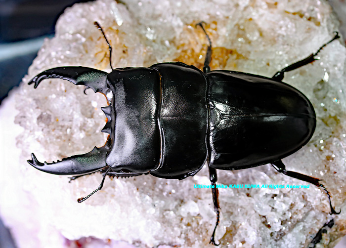 特大アルキデスヒラタクワガタ 特大アルキデスヒラタクワガタ（長齒）標本