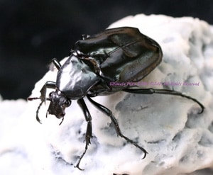 ����ɥͥ���������!! 2020ǯ2��3�����¨�֥꡼�ɡ��˥����ȥ������ϥʥ॰�� �֥�å��ѡ��ץ� �ե꡼�������ڥ� ����