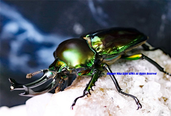 The world No,1の美麗種!! 2020年3～4月羽化 そろそろ餌を食べそう