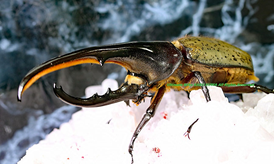 CB個体 Dynastes絶大なる人気を誇るヘラクレスヘラクレス No,2 ♂144mm