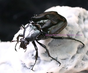 ����ɥͥ���������!! 2020ǯ4��5�����¨�֥꡼�ɡ��˥����ȥ������ϥʥ॰�� �֥�å��ѡ��ץ� �ե꡼��������ñ�� ����