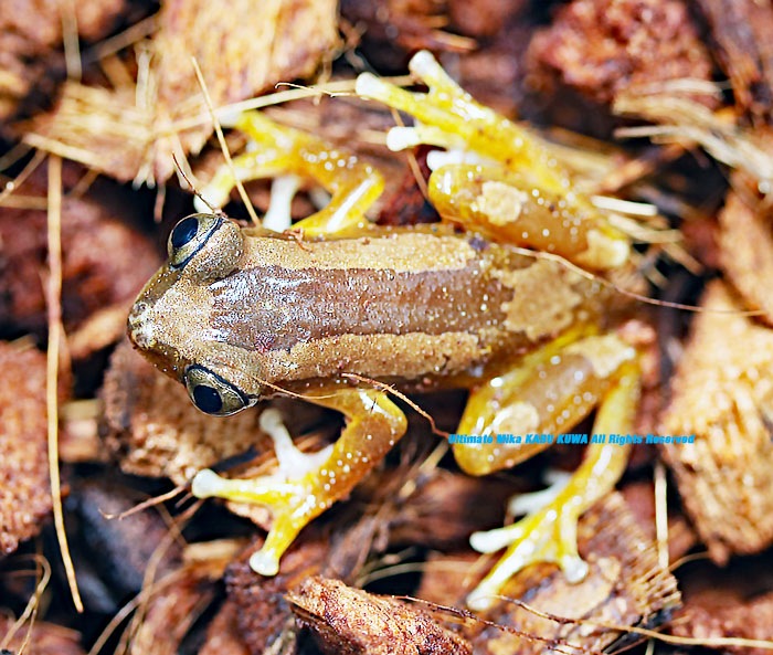 2020 6/30 新着WILD カメルーン便 美麗種!! バナナガエル1頭