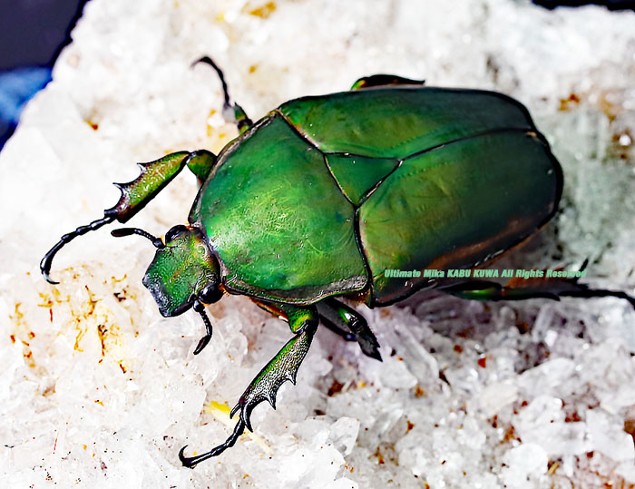 2020 6/30 ����WILD ����롼���ء������Ѱۤ�¿�������!! �ȥ륯������ ����ޥ���ꥳ�ꥹ  No,11����ե꡼������ A-��Bñ��