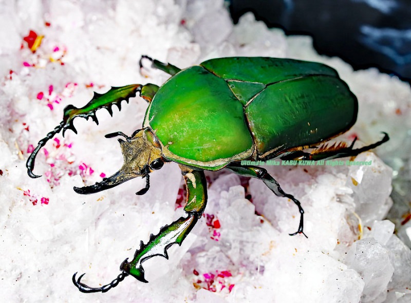 2020 6/30 ����WILD ����롼���ء������Ѱۤ�¿�������!! �����������餷�����꡼����Τ�����ޤ�!!�ȥ륯������ ����ޥ���ꥳ�ꥹ  No,���ڥ����2����80mm �ڥ�����