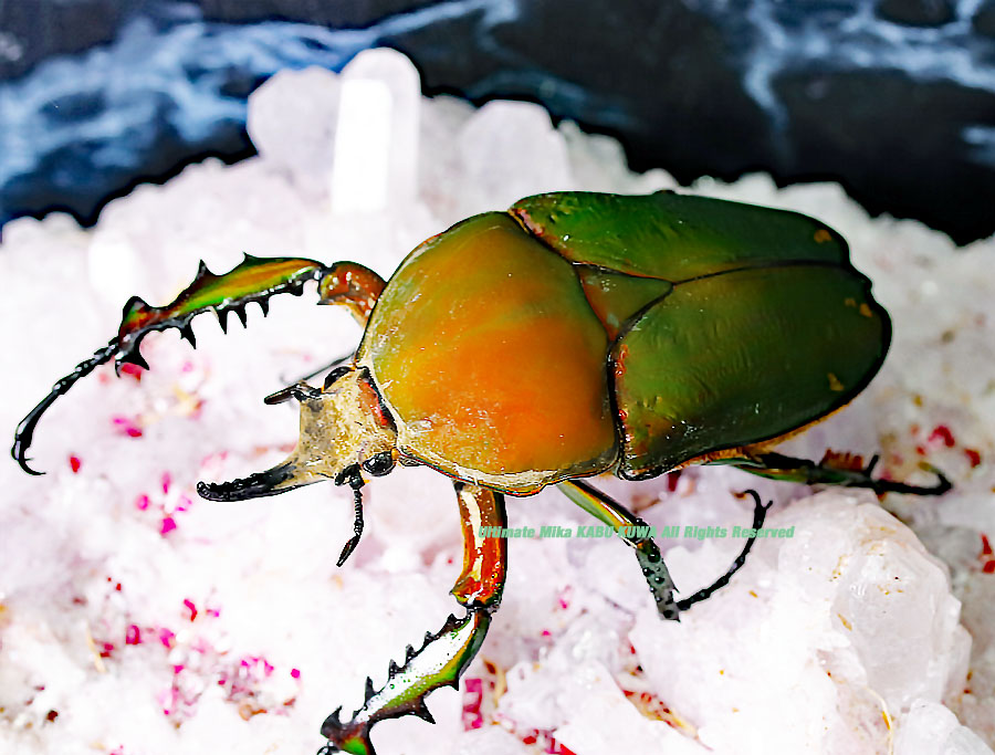 カメルーン産 奇色 トルクアタ イマキュリコリス 60mm 2020 6/30 新着WILD カメルーン便 色彩変異の多い美麗種!! 画像の