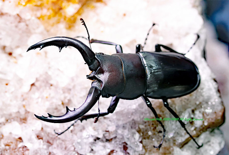 2020,7/14 新着WILD 日本奄美大島便 日本の宝!! アマミノコギリ ♂60mm