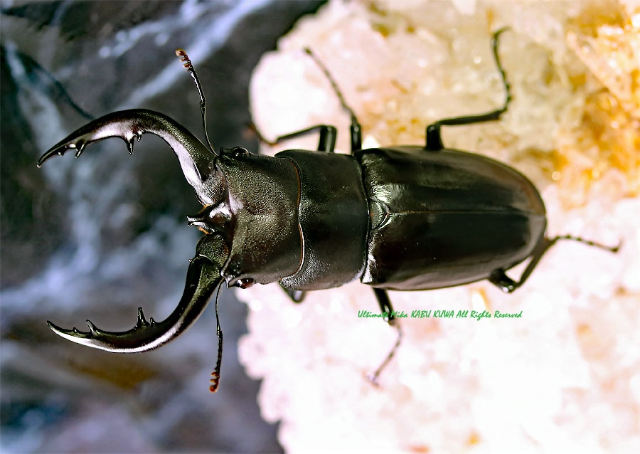 超特大 野外採集品 アマミノコギリ 78.2㎜ 超特大 野外採集品 アマミ