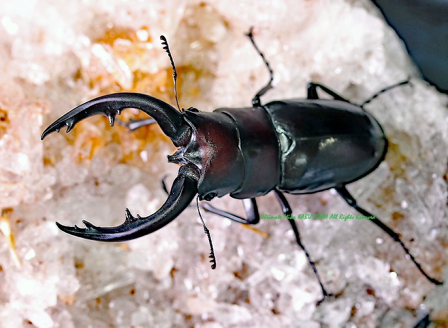 大型ミヤマ・大型エゾミヤマ・大型ノコギリ標本3点セット