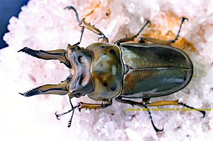 ※美麗　ババオウゴンオニクワガタ♂野外標本 美麗ババオウゴンオニクワガタ♂野外標本