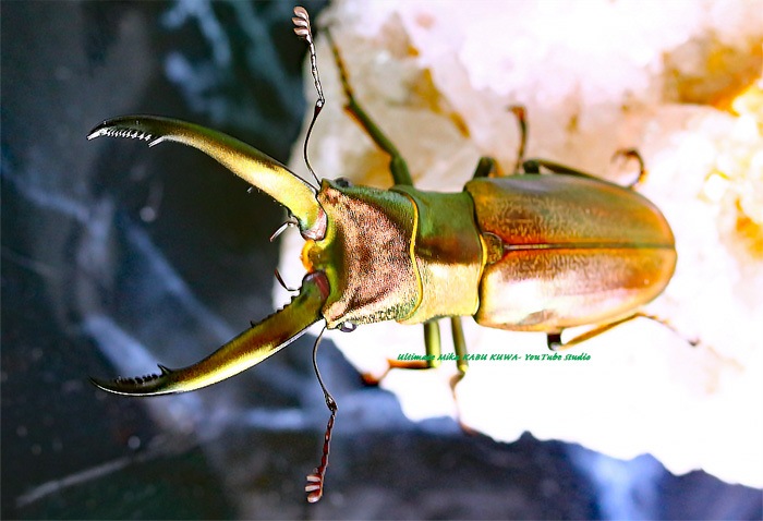 待望のWF2羽化!! 2020年6月羽化 未後食 超美麗種・最高峰!! チュウ