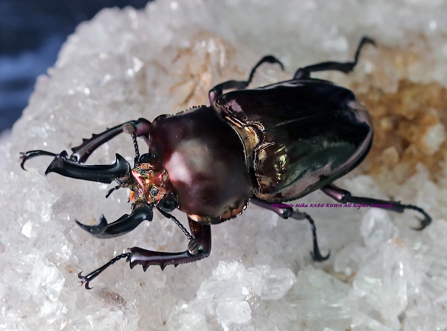 ニジイロクワガタにお薦め！極上！黒アワビタケ菌糸瓶【8本