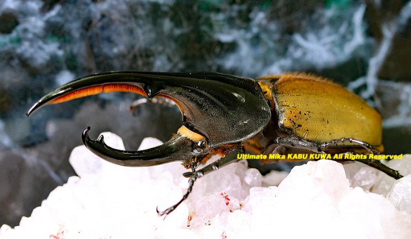 ヘラクレス・パスコアリ　標本　139mm 南米ブラジルDynastes最高峰!! ヘラクレス パスコアリ No,2 ♂133mm(完